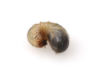Rose beetle larvae, Cetonia, aurata