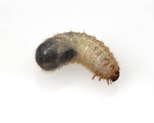 Rose beetle larvae, Cetonia, aurata
