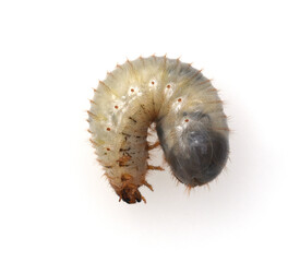 Rose beetle larvae, Cetonia, aurata