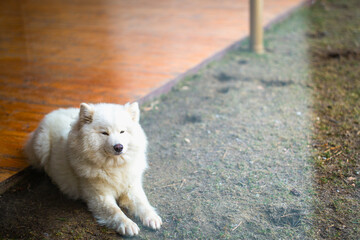 a Samoyed dog that sits on the ground.