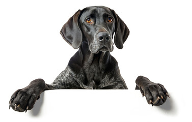 German Shorthaired pointer with paws on placeholder area on transparent background