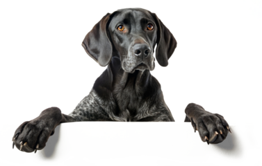 German Shorthaired pointer with paws on placeholder area on transparent background
