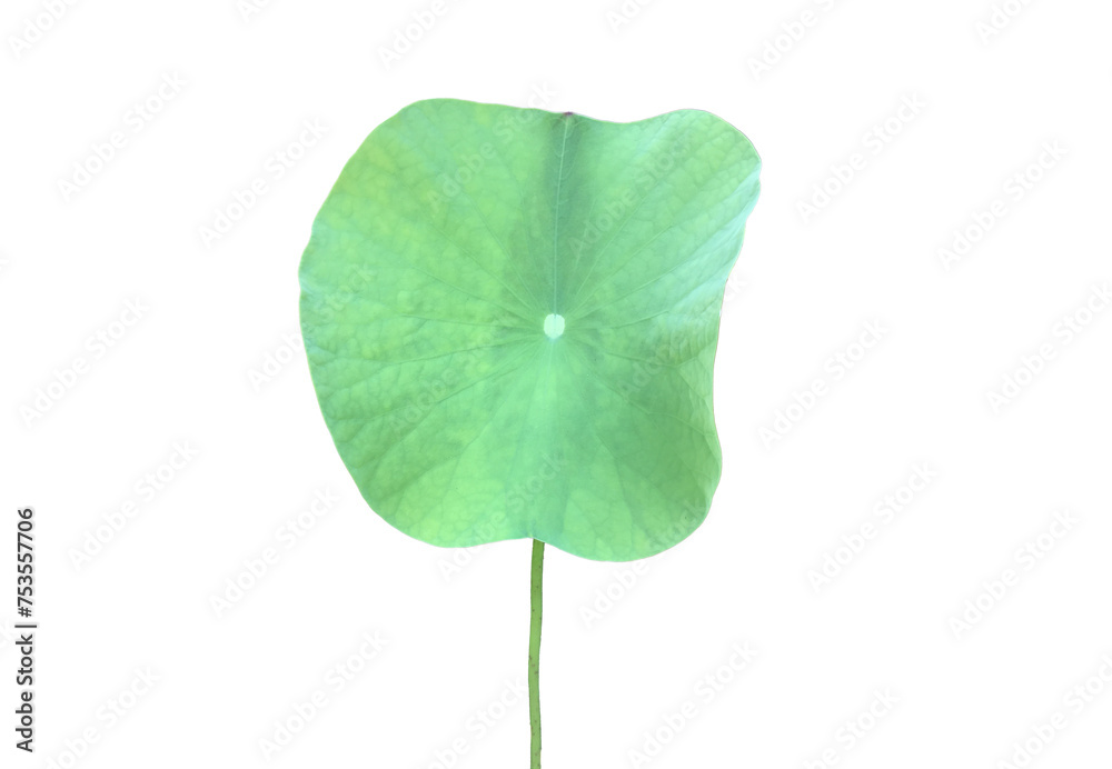 Canvas Prints isolated waterlily or lotus leaf with clipping paths.