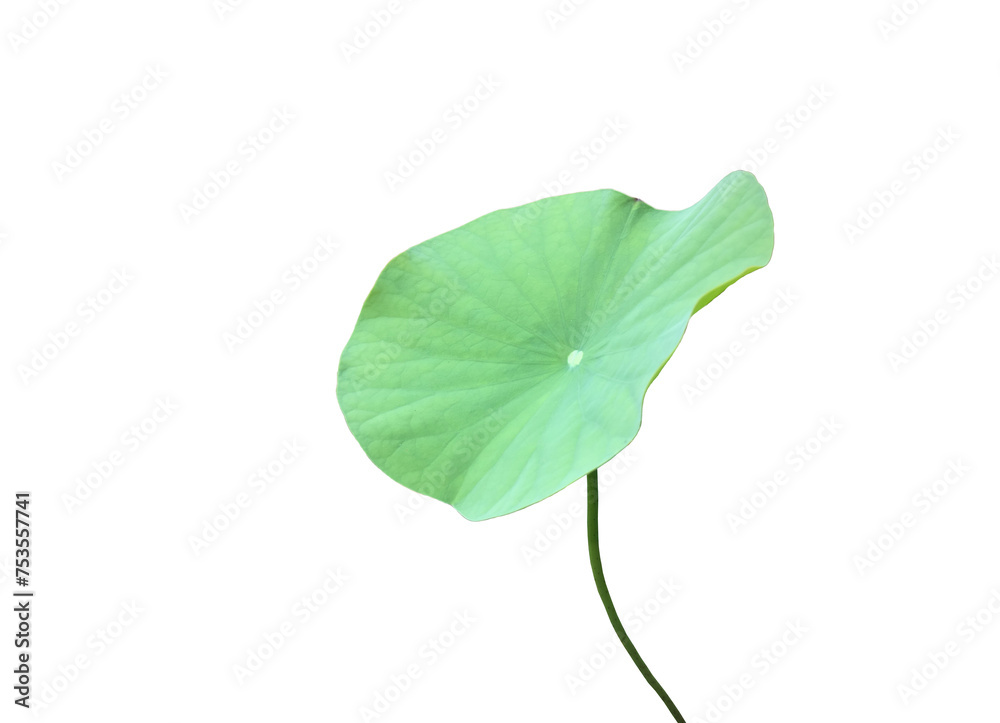 Poster isolated waterlily or lotus leaf with clipping paths.