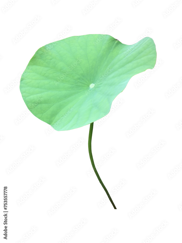 Canvas Prints isolated waterlily or lotus leaf with clipping paths.