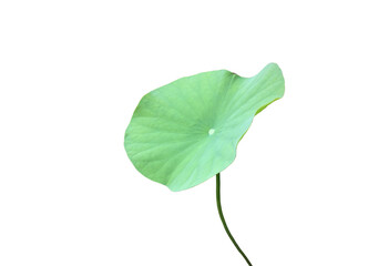 Fototapeta premium Isolated waterlily or lotus leaf with clipping paths.