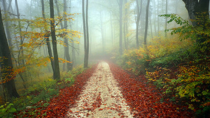 Magic autumn foggy colourful forest road.