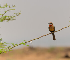 White fronted Bee Eater bird, sitting on branch looking left, Kruger National Park. South Africa