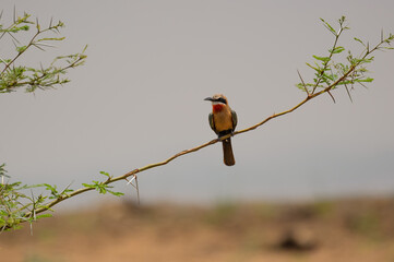 White fronted Bee Eater bird, sitting on branch lwith beak open, ooking left, Kruger National Park....