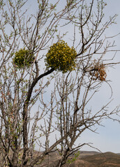 Mistletoe on tree's branches close-up