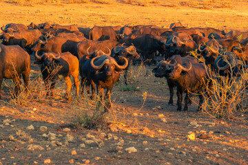 Herd of African Bufallo facing camera in evening sunlight against a parched background, South Africa