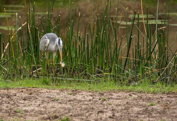 Grey heron, Ardea cinerea, with fish in it's beak, Kruger National Park, South Africa