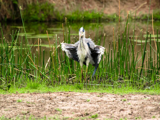Grey heron, Ardea cinerea, fluffy u it's feather to dry., in front of green reed and blurred foreground. Kruger National Park, South Africa