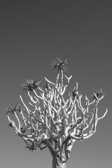 Beautiful landscape of Namibian desert