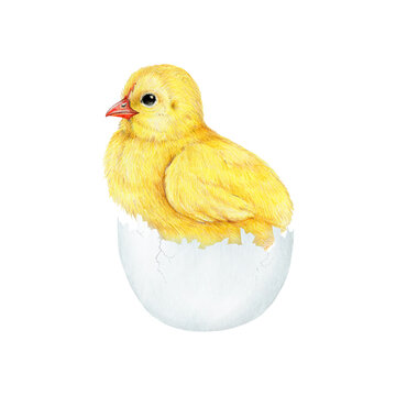 Small fluffy chick in cracked egg shell. Watercolor painted illustration. Hand drawn small fluffy chicken hatched from the egg. Funny chick farm bird element on white background