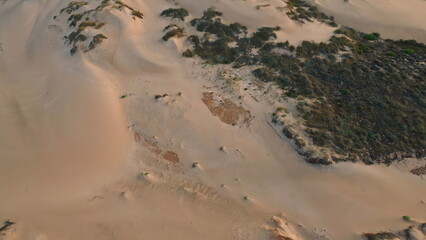 Drone empty drought desert with green shrub. Sand dunes scattered on dry terrain