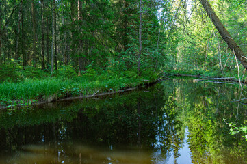A variety of summer forest landscapes with rivers.