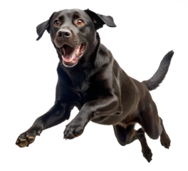 black labrador retriever happy jumping isolated on transparent background