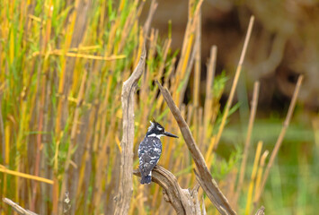 Pied Kingfisher or Ceryle rudis, sitting on branch, with beak closed and looking right. Kruger National Park, South Africa