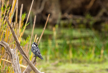 Pied Kingfisher or Ceryle rudis, sitting on branch, with beak tucked inder wing and looking right. Kruger National Park, South Africa