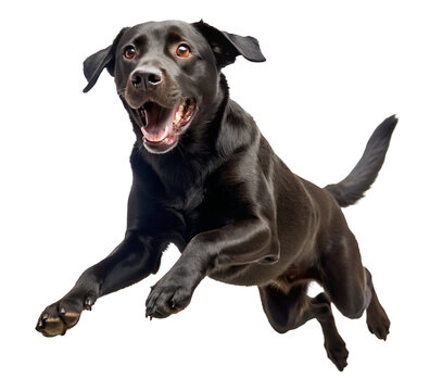 black labrador retriever happy jumping isolated on transparent background