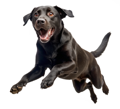 black labrador retriever happy jumping isolated on transparent background