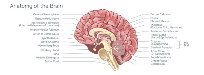 The brain anatomy vector illustration, contained in and protected by the skull and suspended in cerebrospinal fluid, is one of the most important and complex organs in the body. 