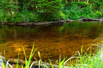 A variety of summer forest landscapes with rivers.