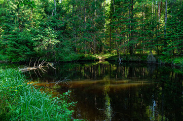 Fototapeta na wymiar A variety of summer forest landscapes with rivers.