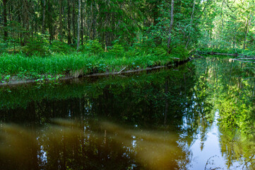 A variety of summer forest landscapes with rivers.