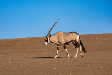 Obraz na płótnie Canvas Oryx in the desert of Namibia