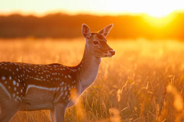 Deurstickers deer in the grass © ananda