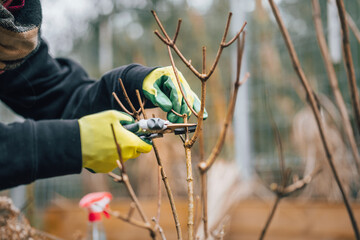 Spring garden cleaning. Pruning trees with pruning shears. Hands in garden gloves.
