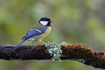 Obraz premium Cute wild eurasian great tit (Parus major) perched on a rotten tree. Image with space for text. Small common garden bird with vibrant autumn colors perched on a mossy branch looking at the camera.
