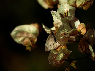cabbage white butterfly on  bougainvillea in the night
