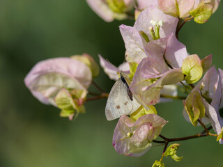 cabbage white butterfly on a white bougainvillea