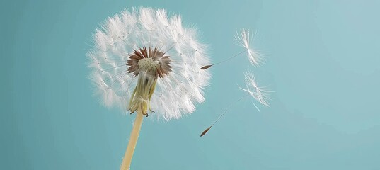 Dandelion seed floating in the wind with text space, nature background, freedom and wishes concept