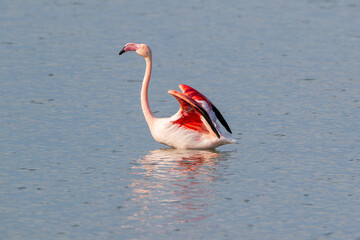 Colorful pink flamingo opening the wings at Valle Cavanata nature reserve, Fossalon di Grado,...