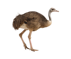 _Ostrich_