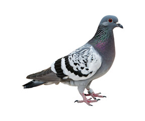 Pigeon