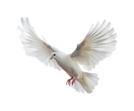 _White_dove_doll_flying