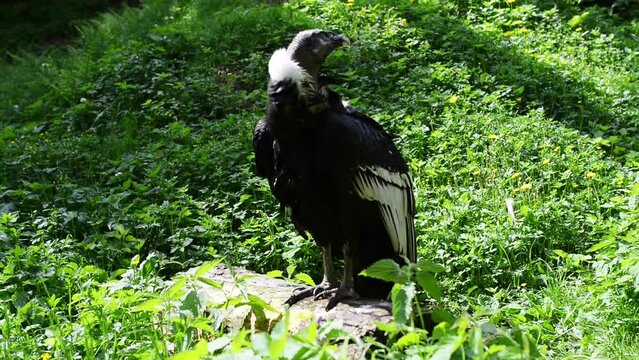 Andean condor