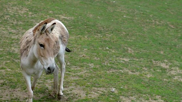 onager (Equus hemionus)
