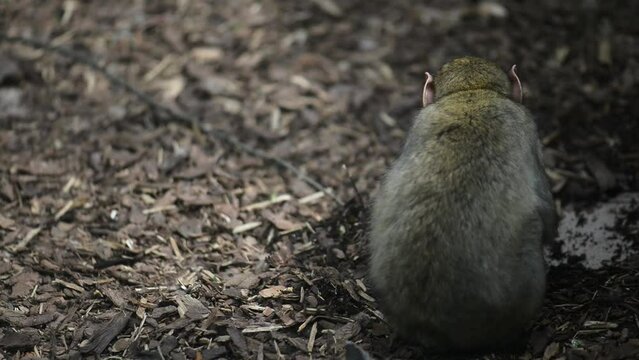 Macau is digging in ground. Macaques constitute genus (Macaca) of gregarious Old World monkeys of subfamily Cercopithecinae.