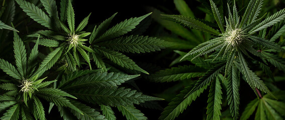Banner background marijuana plants on black background