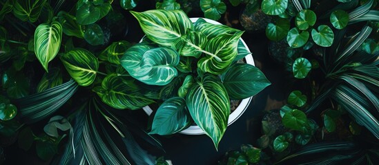 Green houseplant from above