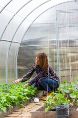 young woman working in a green house tying up a string of tomatoes bushes on a spring day