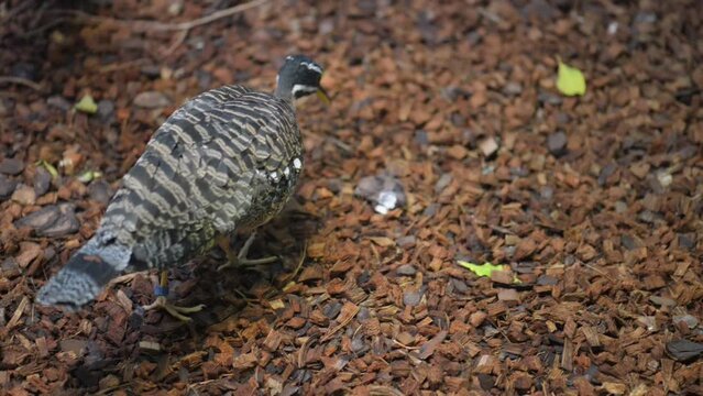 sunbittern (Eurypyga helias)