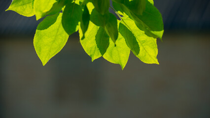 Green foliage at the sunset on a dark blurry background.