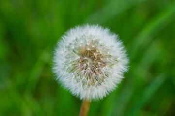 Dandelion with seeds on a blurred green background. Web banner.
